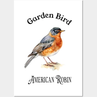 Garden Bird American Robin Posters and Art